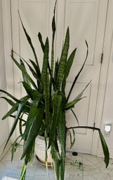 Old 5 Foot Tall Snake Plant In Nice Container