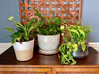 Trio Of Live Green Plants