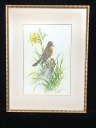 American Robin Framed Print