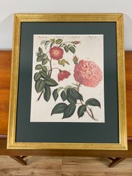 Mille Folia And Alpine Rose 17.5x21.5 Print Gold Frame Green Mat Glass