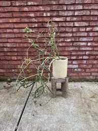 Plant In Pot On Stand