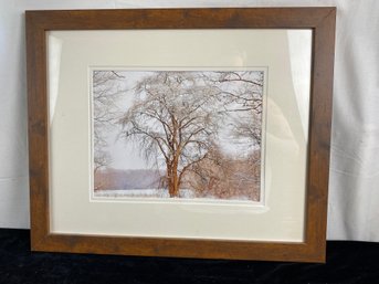 Photo Of A Tree In Frame