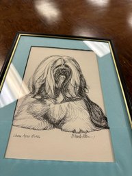 Lhasa Apso Drawing