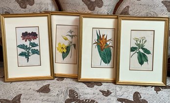 From The Works Of WILLIAM CURTIS  Set Of 4  BOTANICAL Lithographs