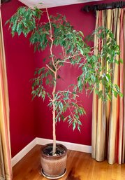 Amazing Live 6 1/2 Tall FICUS Tree