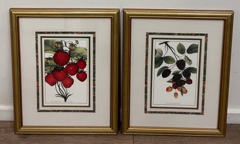 Pair Of Fruit Prints In Matching Gold Frames