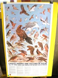 Eagles Hawks And Falcons Poster