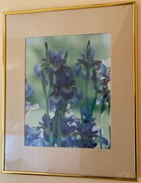 Framed Photograph Of Iris - Pencil Signed G. Correr