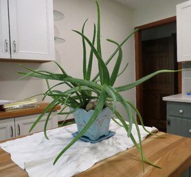 Large Aloe Vera In Bird Themed Ceramic Pot