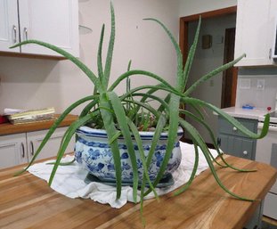 Blue And White Octagonal Ceramic Pot With Multiple Aloe Vera Plants