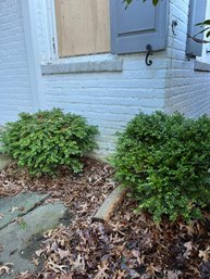 A Pair Of  Small Round  Chinese Boxwoods - By Driveway