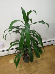 44' Tall Corn Plant