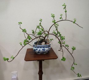 Unique Portucalaria Affra Green Elephant Bush Plant In Blue And White Octagonal Planter