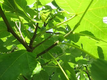 Potted Tennessee Mountain Fig Tree - Currently Producing Figs