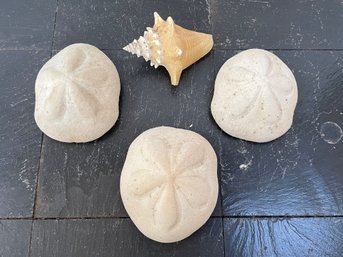 Sand Dollars & Shell