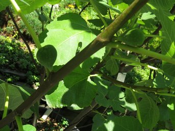 Potted Chicago Fig Tree - Currently Producing Figs