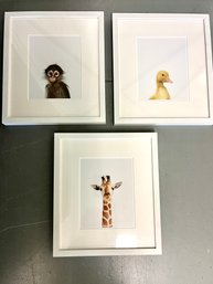 A Sweet Set Of White Framed Baby Animal Photographs