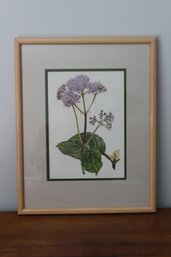 Framed Eupatorium Ianthinum Original Print