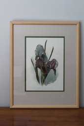 Framed And Matted Group Of Hybrid Iris Print