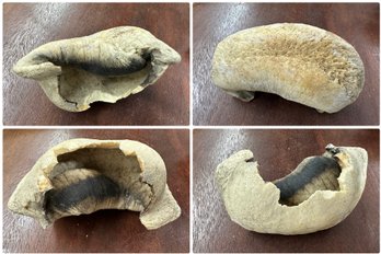 Strange Fossil Prehistoric-looking Object