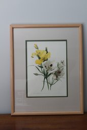 Framed And Matted 1 Calochortus Clavatus 2 C. Nitidus Art Print