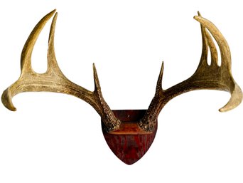 Vintage Nine Point Mounted Antlers