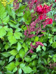 Dark Red Large Astilbe Plant - Right Front