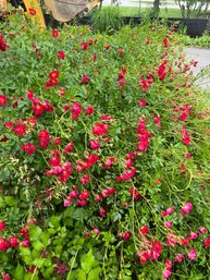 5 Rambler Rose Plants - Red