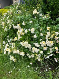 2 Rambler Rose Plants - White