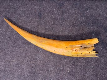 Vintage 16' Animal Horn