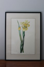 Framed & Matted Watercolor Art Print Iris Monnieri By Redoute'