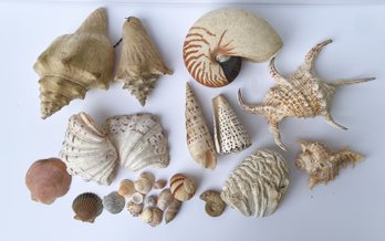 Superb Collection Of Sea Shells