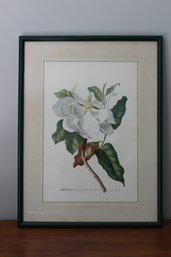 Framed & Matted Watercolor Art Print Magnolia Maxima By Redoute'