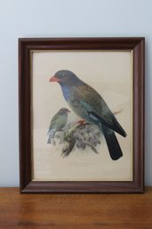 Antique Framed Indian Broad Billed Roller Lithograph By Hanhart