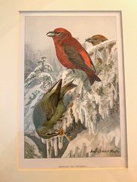 Original Hand Colored Lithograph - J.J. Audubon.  Originally $65.00