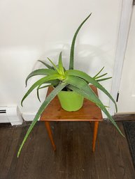 Large Living Aloe Plant