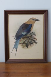 Antique Framed Blue Bellied Roller Lithograph By Hanhart