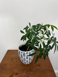 Living Dwarf Umbrella Tree In Ceramic Planter