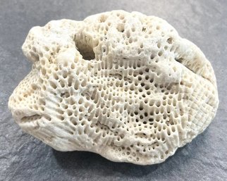 White Brain Coral