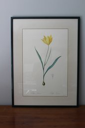 Framed & Matted Watercolor Art Print Tulipa Silvestris By Redoute'