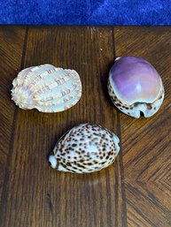 3 Piece Shell Collection