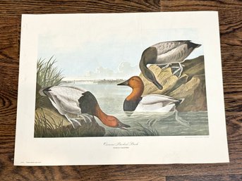 Canvas Backed Duck  Art Print By John James Audubon.