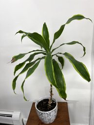 Dracaena Houseplant In Ceramic Planter