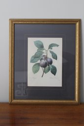 Framed & Matted Watercolor Art Print Prune Royale By Redoute'