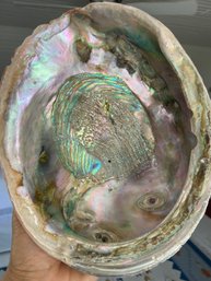 Abalone Shell Beautiful Iridescent Seashell 8.5in