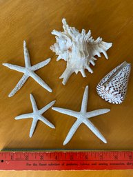 Seashell Collection: Spiked Murex Conch, Leopard Cone Shell, 3 Finger Starfish