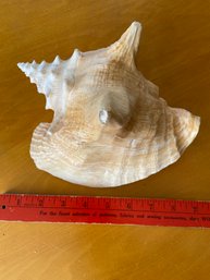 Conch Shell Seashell 9in