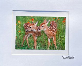 An Original Photograph - Deer In Spring