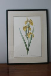 Framed & Matted Watercolor Art Print Iris Pseudacourus By Redoute'