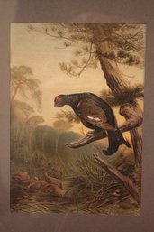 Beautiful Framed Print Of A Black Grouse 1882